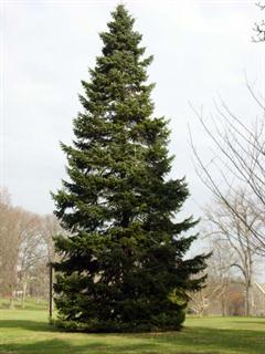 صنوبر قفقازی همیشه سبز